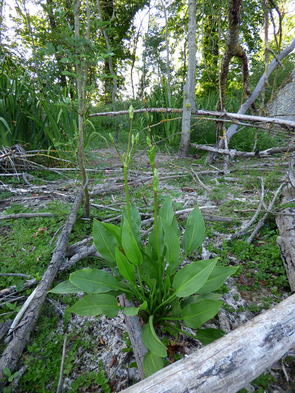 Alisma plantago-aquatica
